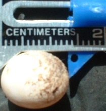 ANOLE EGGS