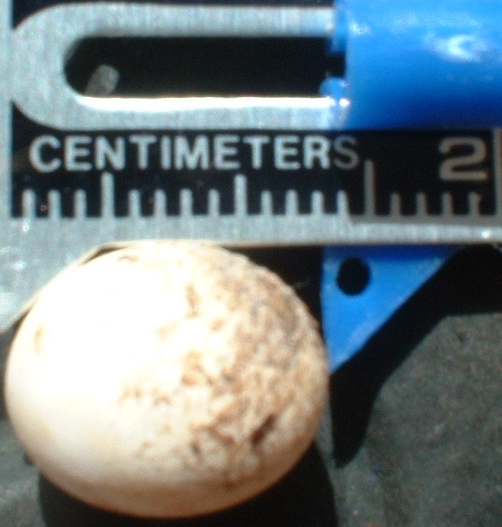 ANOLE EGGS