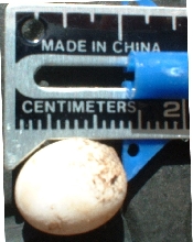 ANOLE EGGS