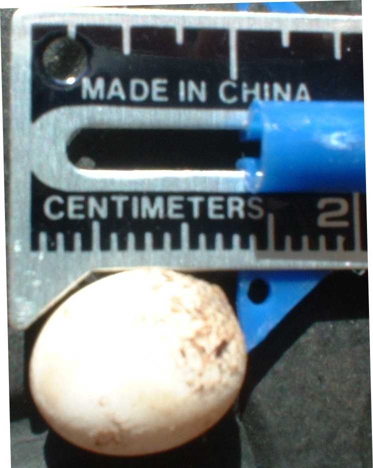 ANOLE EGGS