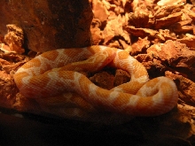 Creamsicle Corn