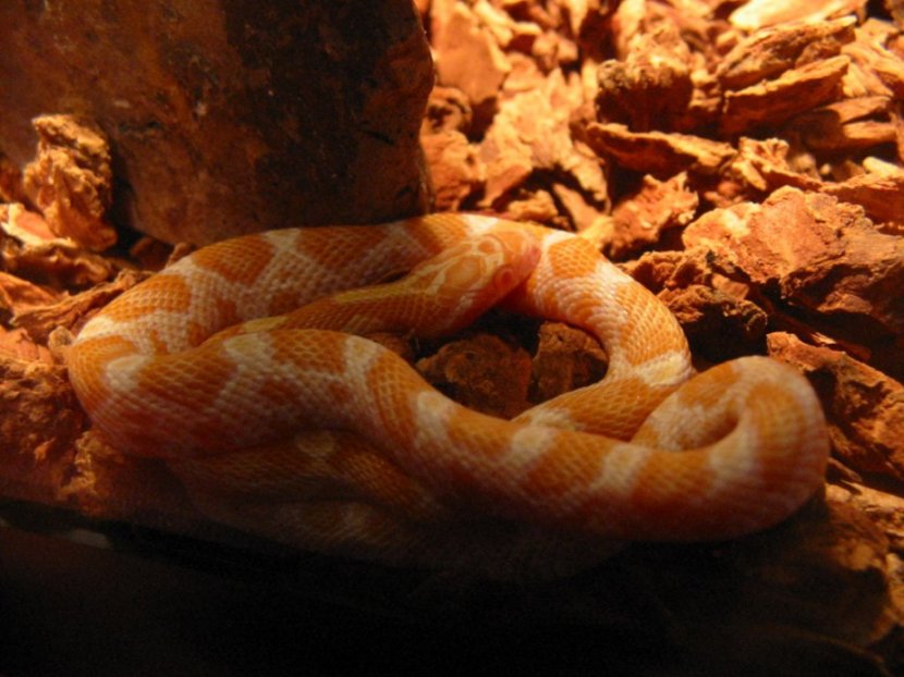 Creamsicle Corn