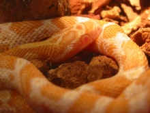 Creamsicle closeup