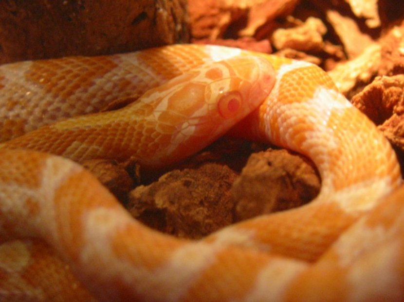 Creamsicle closeup
