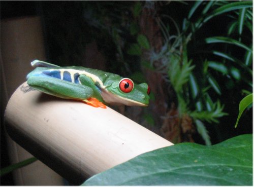 Red Eye on Bamboo