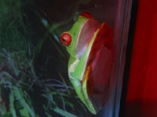 Female