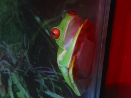 Female