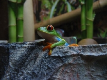 Red Eye