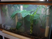 Tank Fog
