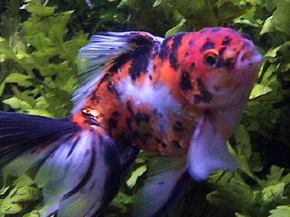 a fish named puppy