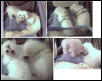 doggy puppy There're are companions
