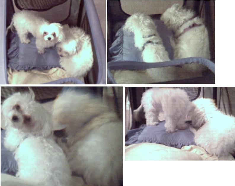 doggy puppy There're are companions