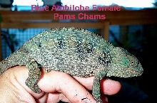 Breeding Ambilobe female