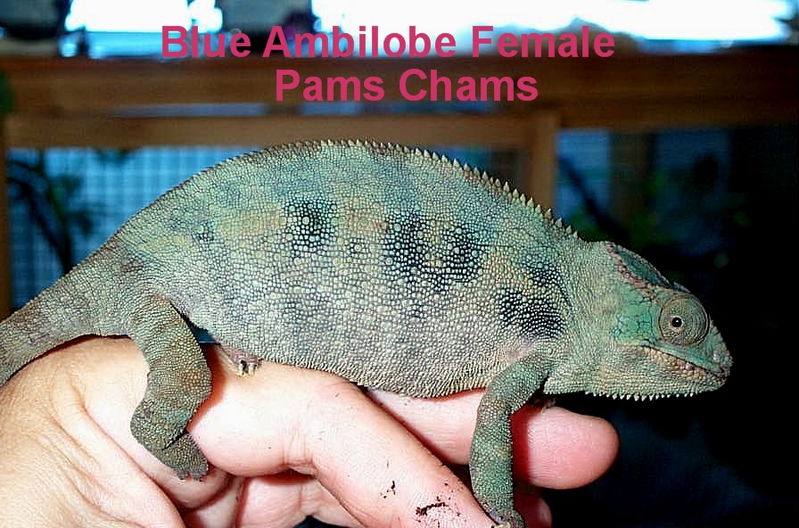Breeding Ambilobe female