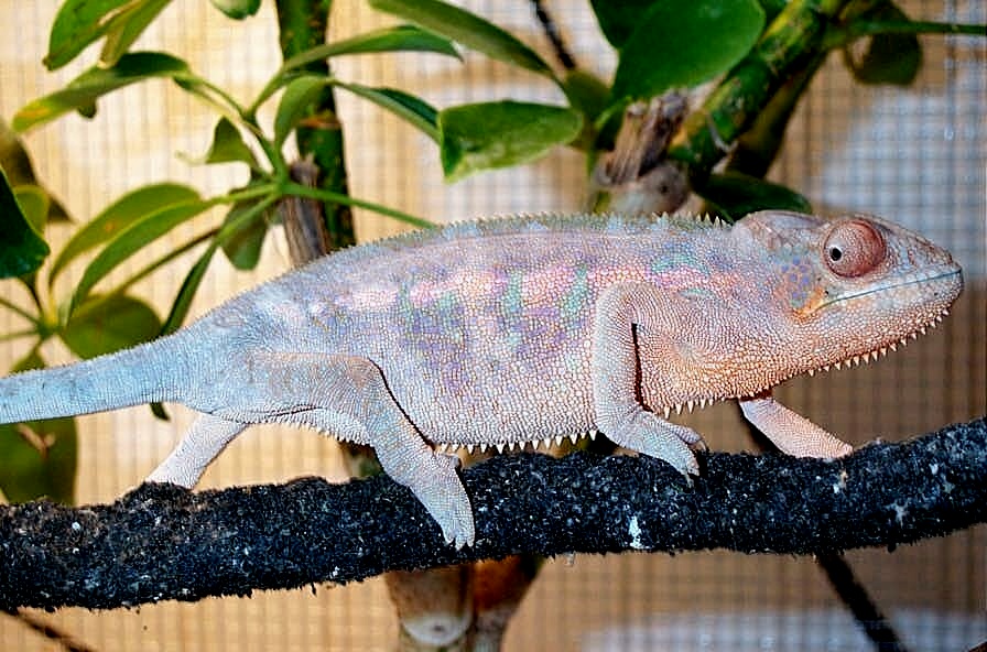 Nosy breeder, female