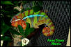 Ambilobe Matrix