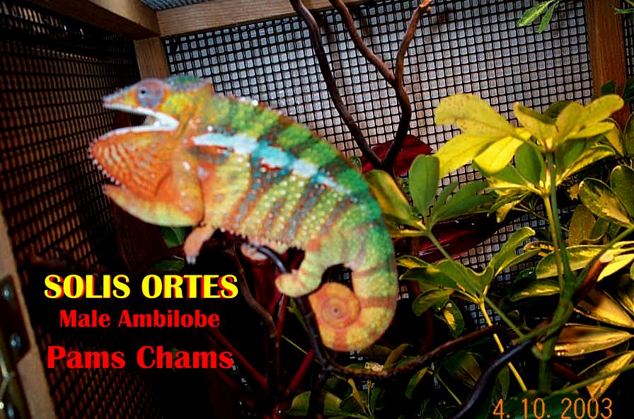 Ambilobe SOLIS
