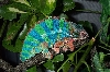Blue Ambilobe