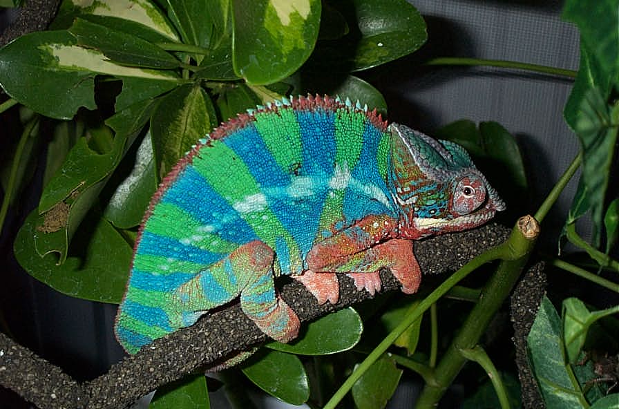 Blue Ambilobe