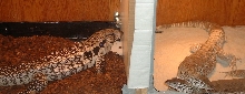 Fat Fem. Blue Tegu and Large Male Flavi