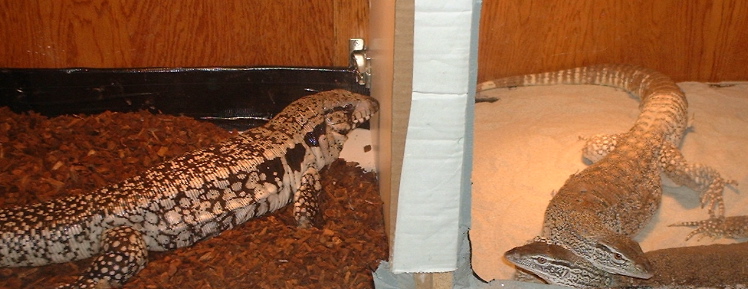 Fat Fem. Blue Tegu and Large Male Flavi