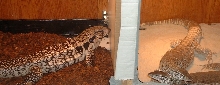 Fat Fem. Blue Tegu and Large Male Flavi