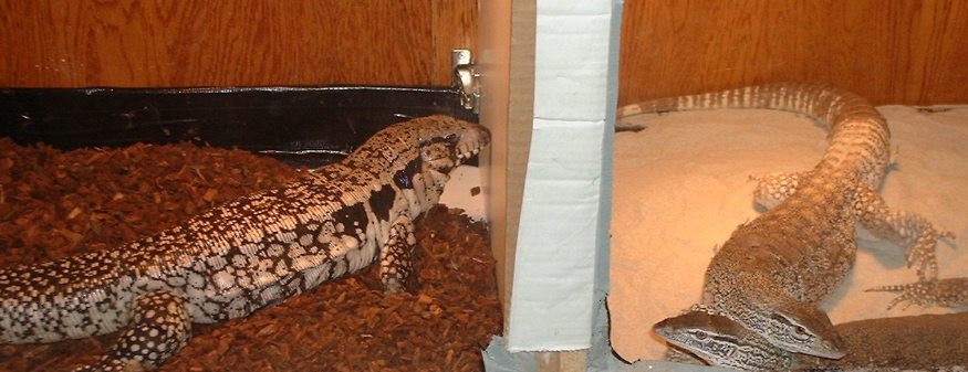 Fat Fem. Blue Tegu and Large Male Flavi