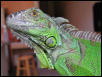 prettyzilla