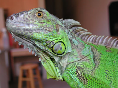 prettyzilla