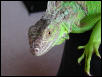 zilla2