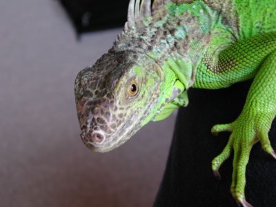 zilla2