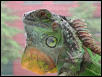 zilla in the window