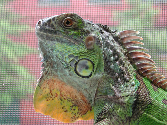zilla in the window