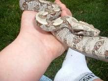 cleo4