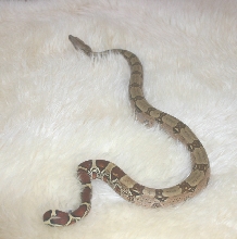 new snake