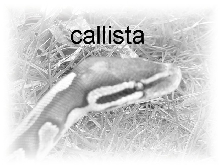 cali rev