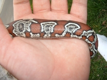 cleo 1