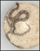 copperhead