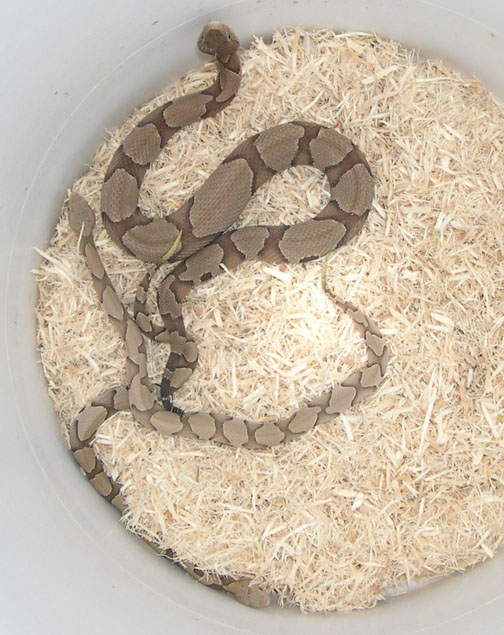 copperhead