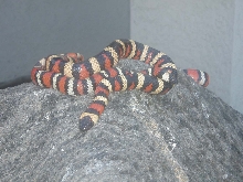 Breeding project???