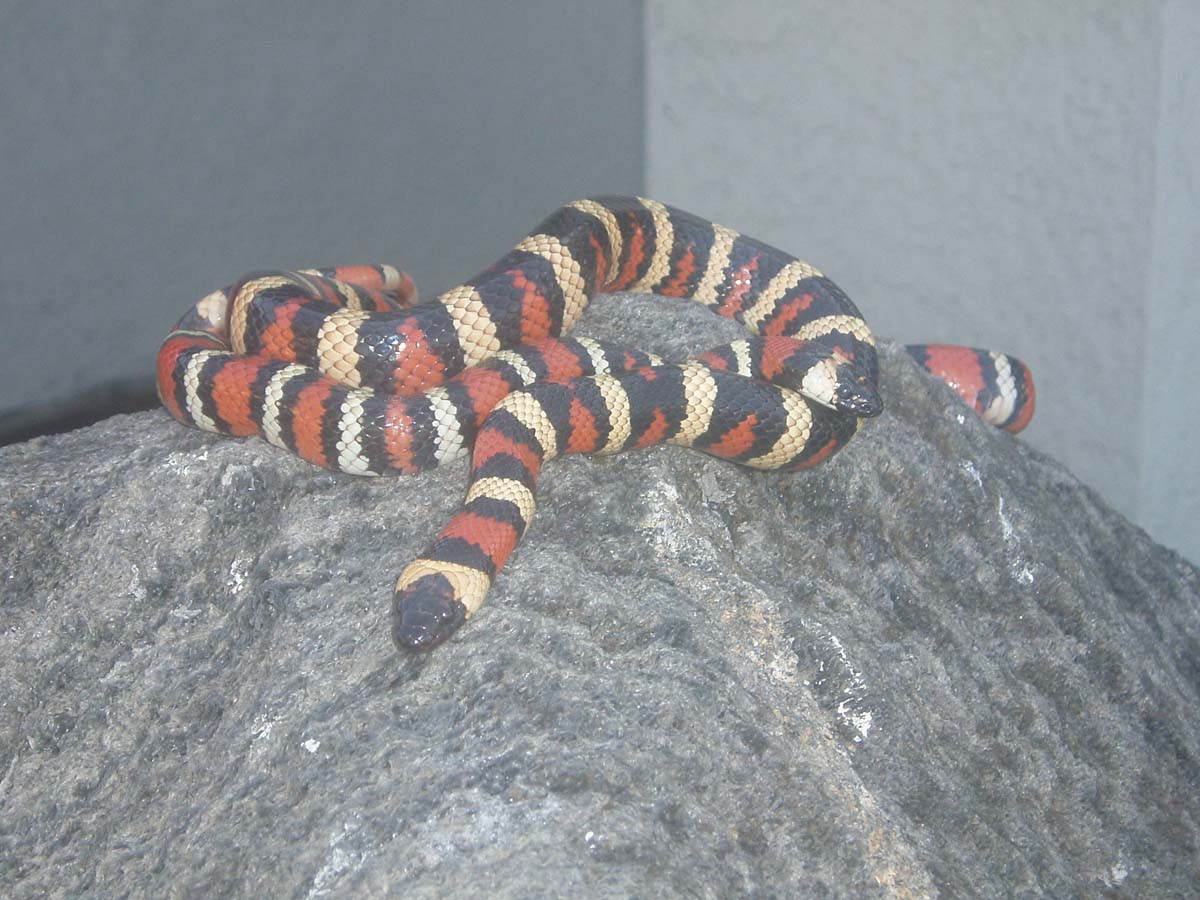 Breeding project???