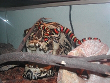California Mtn. Kingsnake (Siera)