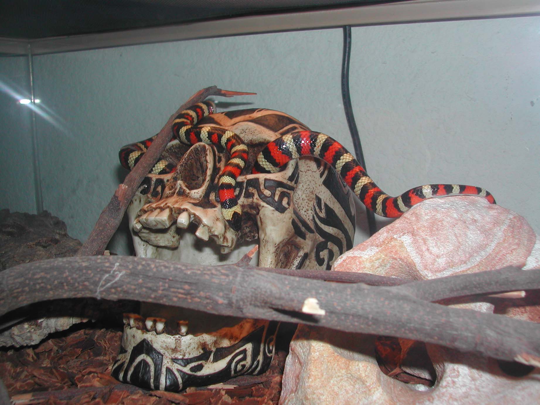 California Mtn. Kingsnake (Siera)