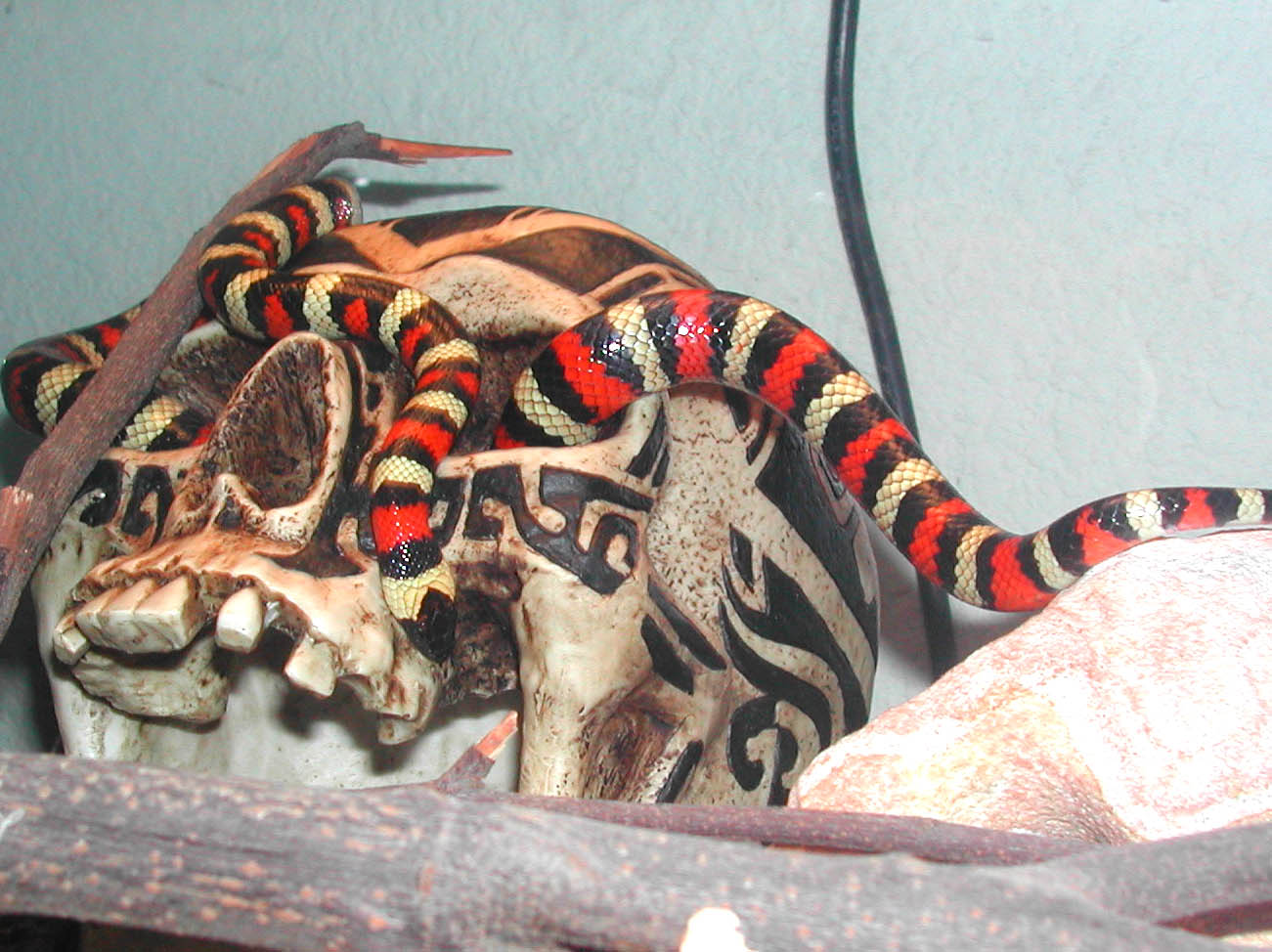 California Mountain Kingsnake (Sierra)