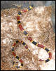 Young Coral Snake