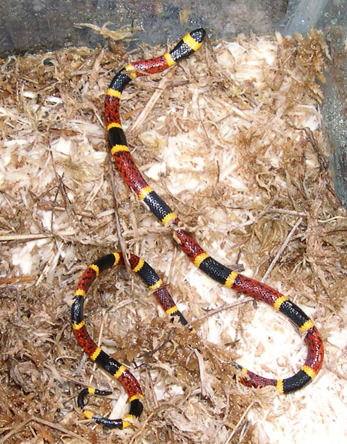 Young Coral Snake
