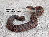 Winter Hognose