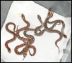 E. hognose hatchlings