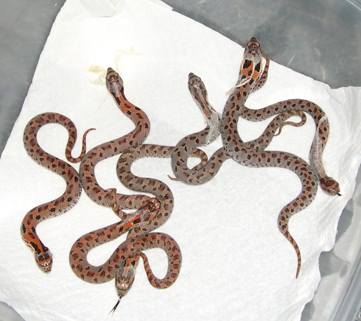E. hognose hatchlings