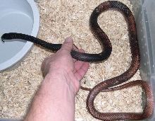 Coachwhip